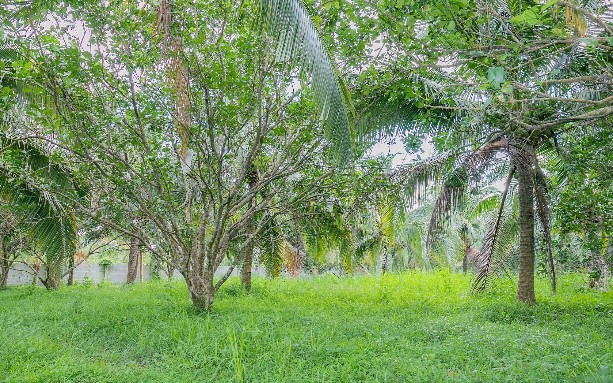 Phu Quoc Pomelo Garden Apartment ภายนอก รูปภาพ